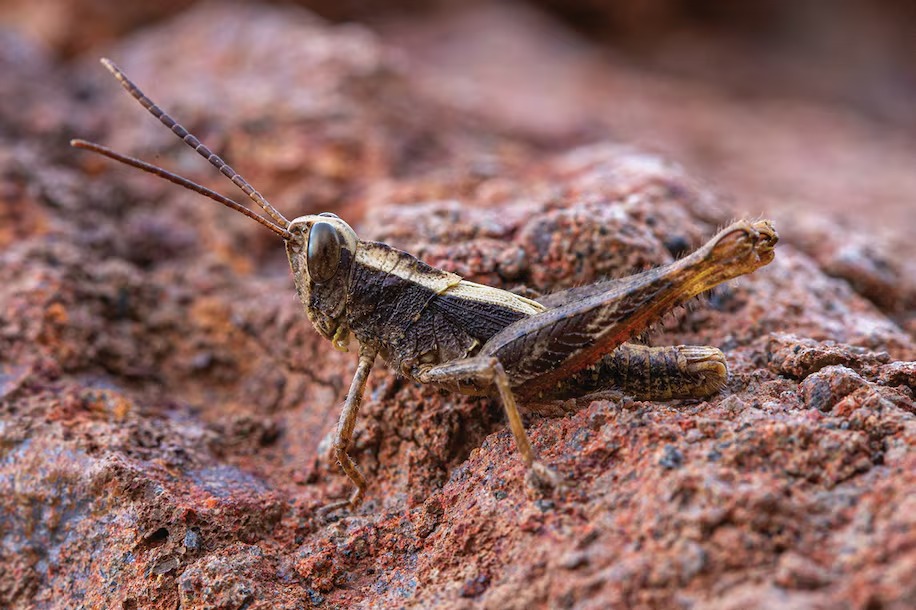 Biologist and study co-author Rob Felix said he stumbled across a grasshopper during a night walk on the island. (Photo by Rob Felix for The Washington Post)