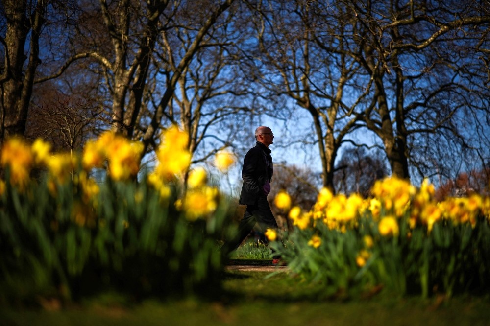 A pedestrian passes newly bloomed daffodils in St James's Park in London on March 6, 2025. (Photo by Henry Nicholls / AFP)