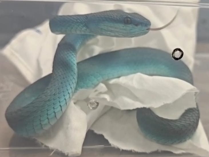 Pictures shared by Mumbai Customs on X