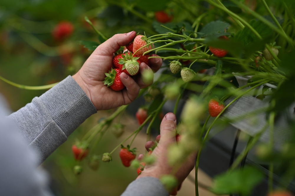 (Files) A seasonal worker picks strawberries at Hugh Lowe Farms, near Maidstone, Kent on June 21, 2021. (Photo by Ben Stansall / AFP)
 