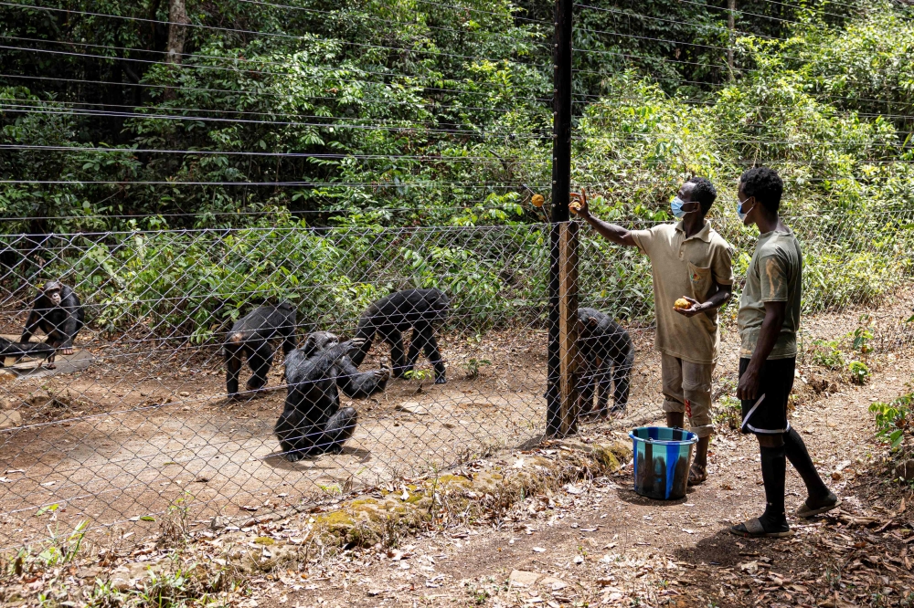 Caretakers feed chimpanzees at the Tacugama Chimpanzee Sanctuary in Freetown, on April 24, 2025. (Photo by Patrick Meinhardt / AFP)