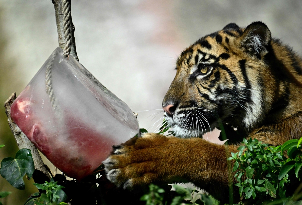 At Bioparco di Roma Zoo in Italy, animals are served frozen meat to cool off. File photo/AFP