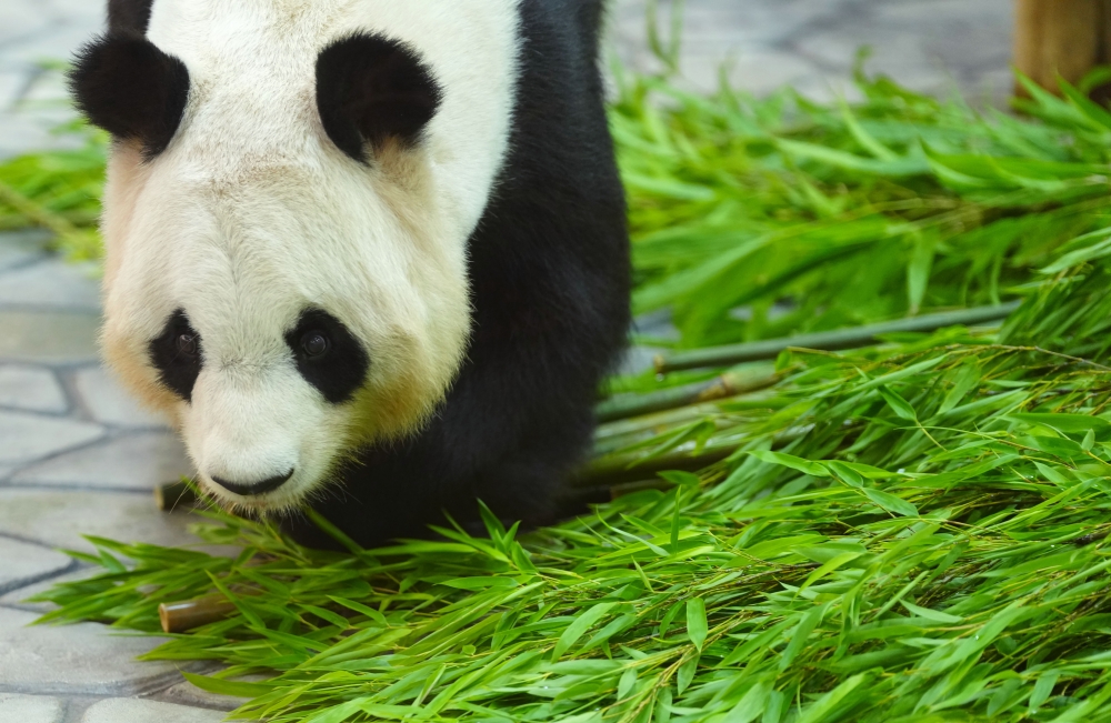 Giant panda Rauhin eats at Adventure World amusement park in Shirahama, Wakayama prefecture, Japan, June 27, 2025. (Xinhua/Jia Haocheng)