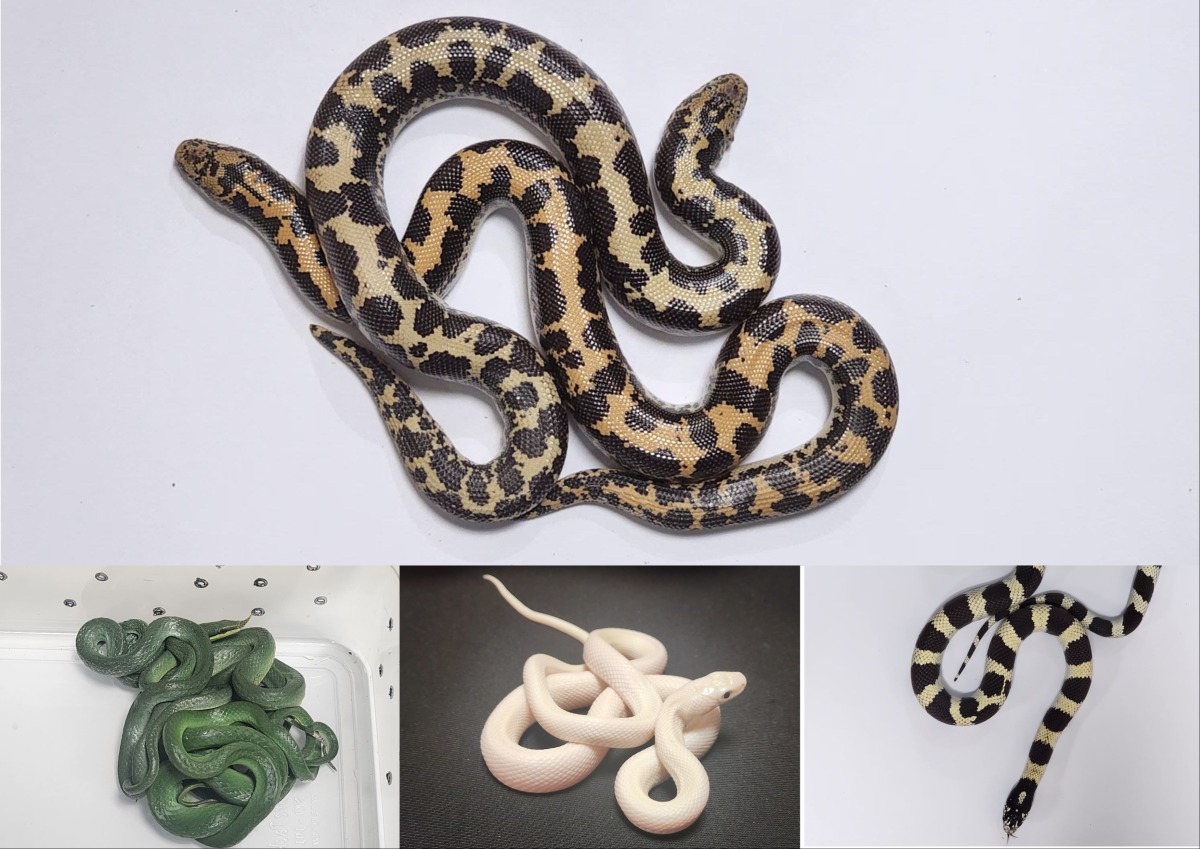 Photo credit: Mumbai Customs-III on X.