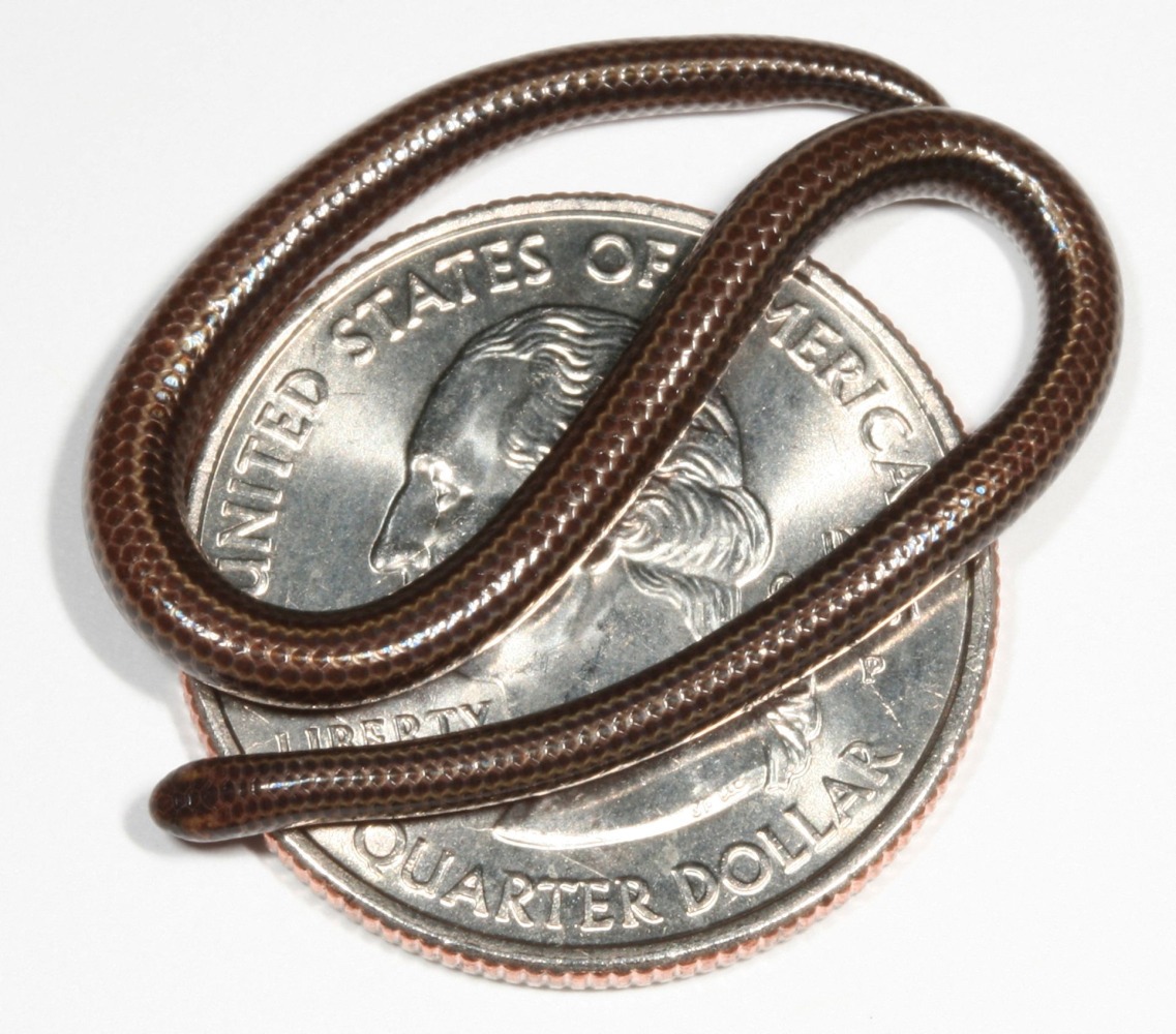 :This handout photo obtained on July 25, 2025, courtesy of Re:wild shows a Barbados threadsnake and a quarter in 2006. A snake so small it could be mistaken for a worm has been spotted in Barbados, nearly two decades after it was thought to have been 