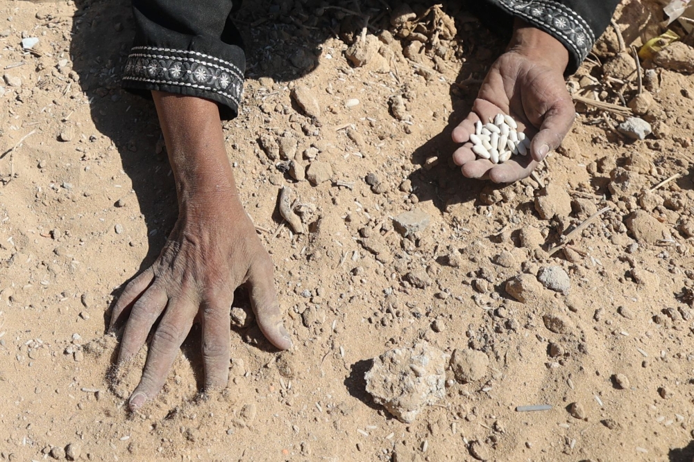 A Palestinian woman searches the sand for legumes or rice in Nuseirat in the central Gaza Strip during an airdrop mission on August 5, 2025. (Photo by Eyad Baba / AFP)