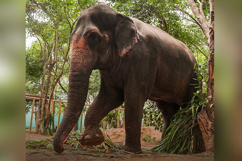 Picture: Vantara / Instagram 