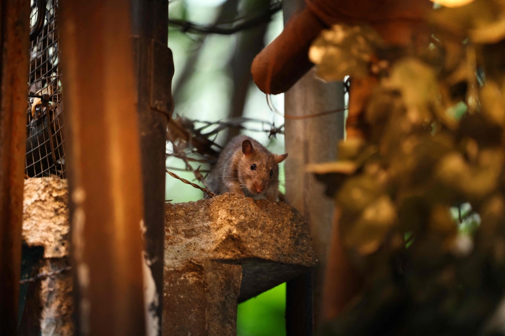 A rat is seen in a Harlem backstreet in the Manhattan borough of New York City on August 1, 2025. (Photo by Charly Triballeau / AFP)
