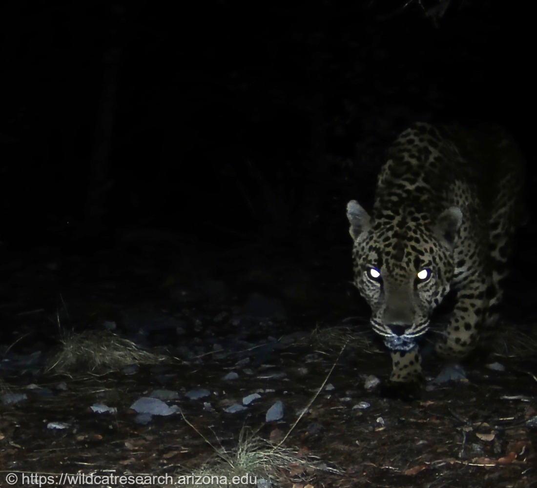 Jaguar Number Four is photographed by a night vision camera July 4 in southern Arizona. Photo credit: University of Arizona’s Wild Cat Research and Conservation Center

