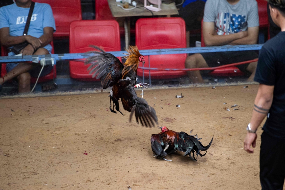 In this photo taken on July 5, 2025, people watch a cockfight in Bulacan province, north of Manila. (Photo by Ted Aljibe / AFP)