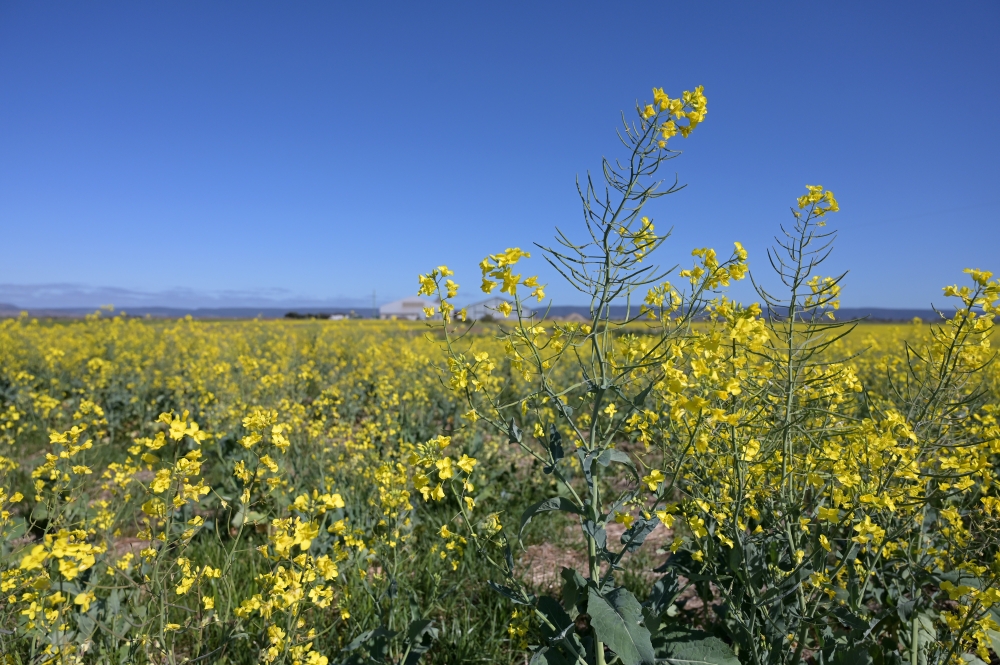 Canola plants in a field near Balliang, Victoria, Australia. (Photo by Carla Gottgens/Bloomberg)