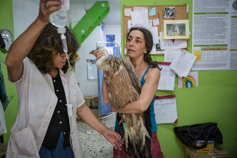 Members of the Greek wildlife protection group Anima treat an injured vulture at an Athens animal clinic on August 26, 2025. (Photo by Aris Messinis / AFP)
