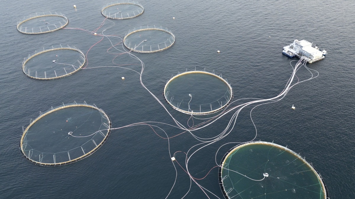 A file aerial view taken on February 5, 2024 shows a fish farm producing Atlantic salmon in Giske, Norway. Photo by Viken KANTARCI / AFP