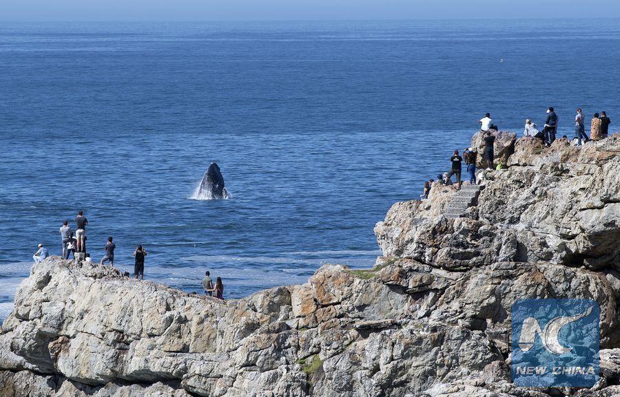 File photo shows people view a whale during annual Hermanus Whale Festival in Hermanus, Western Cape, South Africa. (Xinhua/Chen Cheng)

