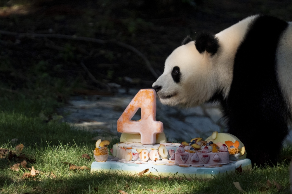 Staff at the Smithsonian’s National Zoo present giant panda Qing Bao with a cake and presents in Washington. All pictures: Carolyn Van Houten/The Washington Post