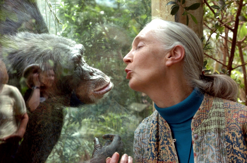 File: Jane Goodall, the world's foremost authority on chimpanzees, communicates with chimpanzee Nana, on June 6, 2004 at the zoo of Magdeburg in eastern Germany. (Photo by Jens Schlueter / DDP / AFP)
