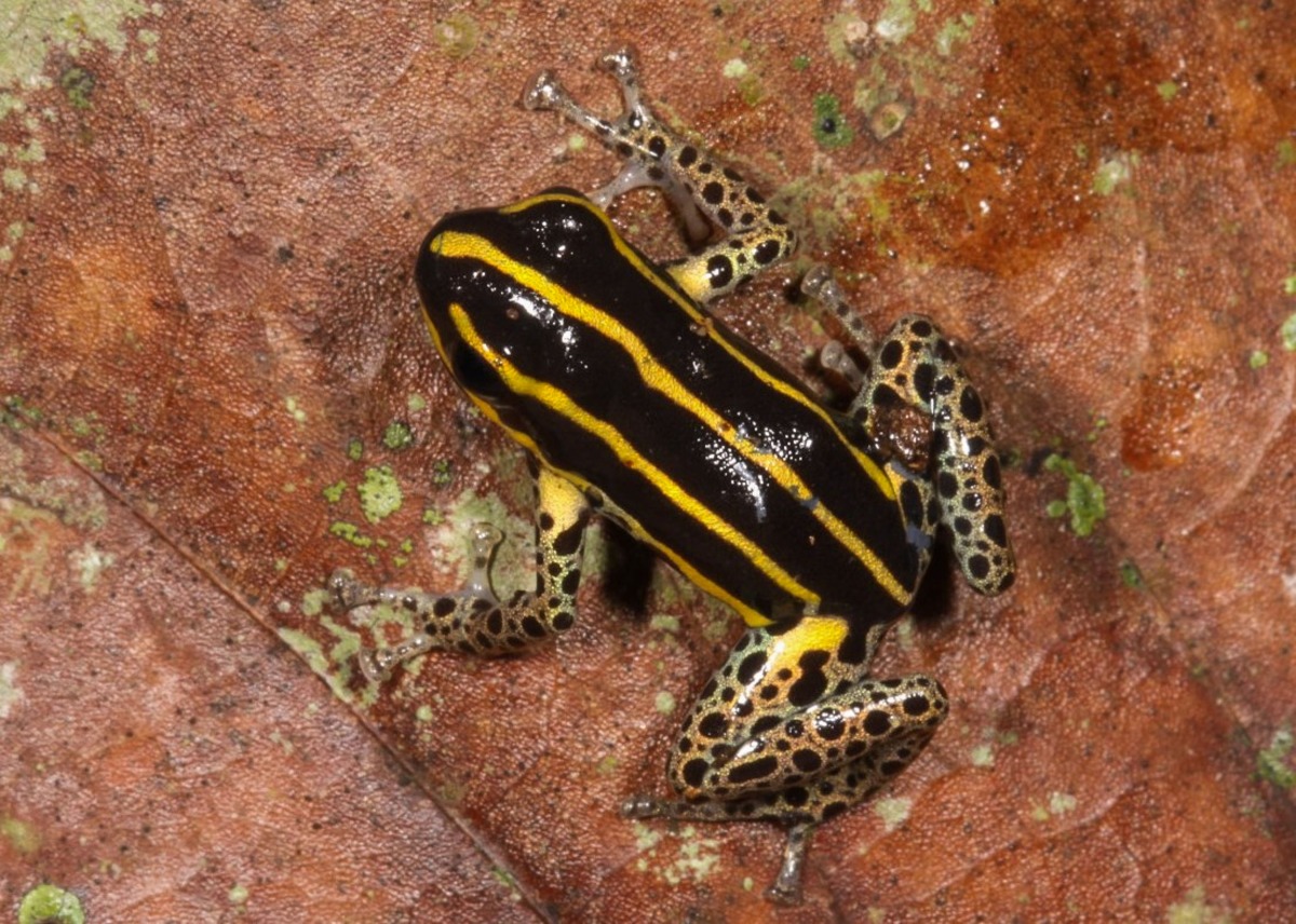 This handout picture released on October 6, 2025, by Peru's Biodiversity Museum shows a new variety of amphibian called Ranitomeya hwata. Photo by Juan Carlos CHAPARRO / Peru's Biodiversity Museum / AFP
