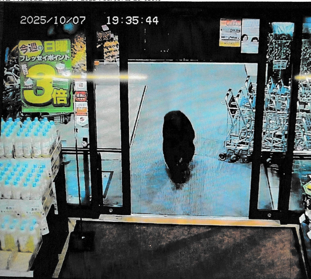 This handout photo taken on October 7, 2025 and released by Gunma Prefectural Police via Jiji Press shows a CCTV camera footage of a bear walking inside a supermarket in Numata, Gunma prefecture. (Photo by various sources / AFP) 