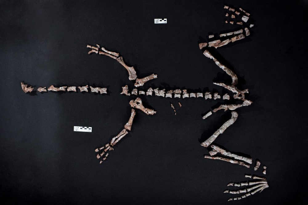 Handout picture released by Argentina's CONICET shows fossil bones of a Huayracursor jaguensis on October 10, 2025. (Photo by CONICET Press Office / CONICET / AFP) 