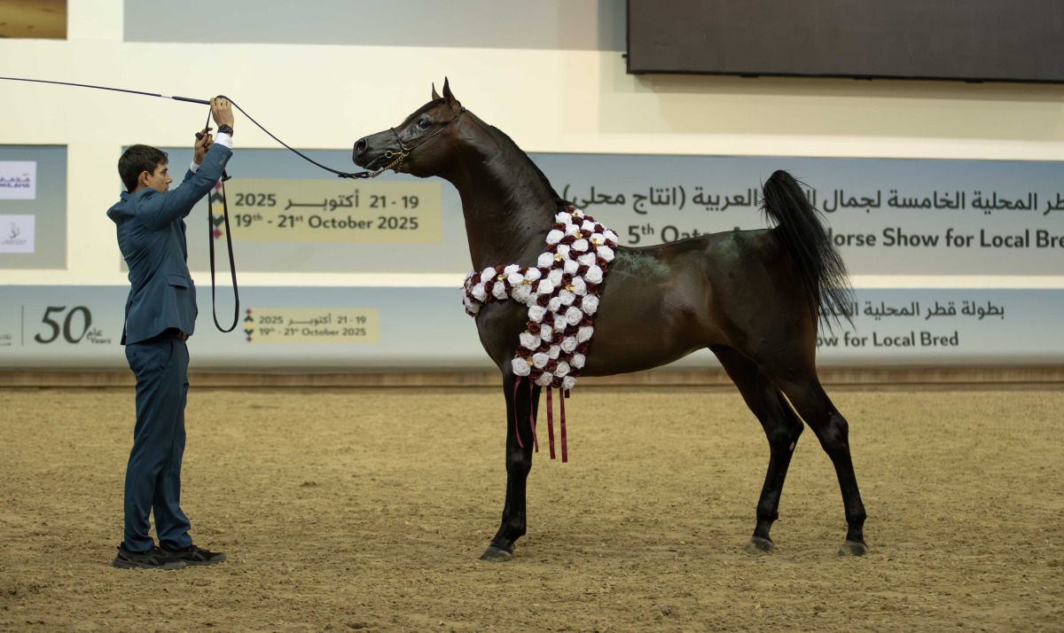 Bahi Al Jaham, representing Al Jaham Stud, won the Senior Stallions Championship.