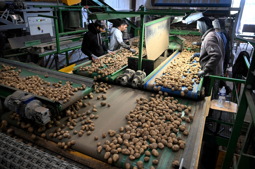 Employees of an agricultural cooperative sort potatoes after harvesting in Geer, eastern Belgium on September 26, 2025. (Photo by Nicolas Tucat / AFP)