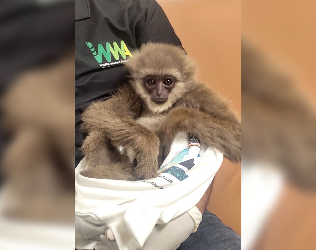 This handout picture taken and released by Customs Mumbai International Airport on October 30, 2025, shows a silvery gibbon as it was seized from a checked baggage of a passenger travelling from Malaysia via Thailand, at Mumbai International Airport. Photo by Handout / Customs Mumbai International Airport / AFP