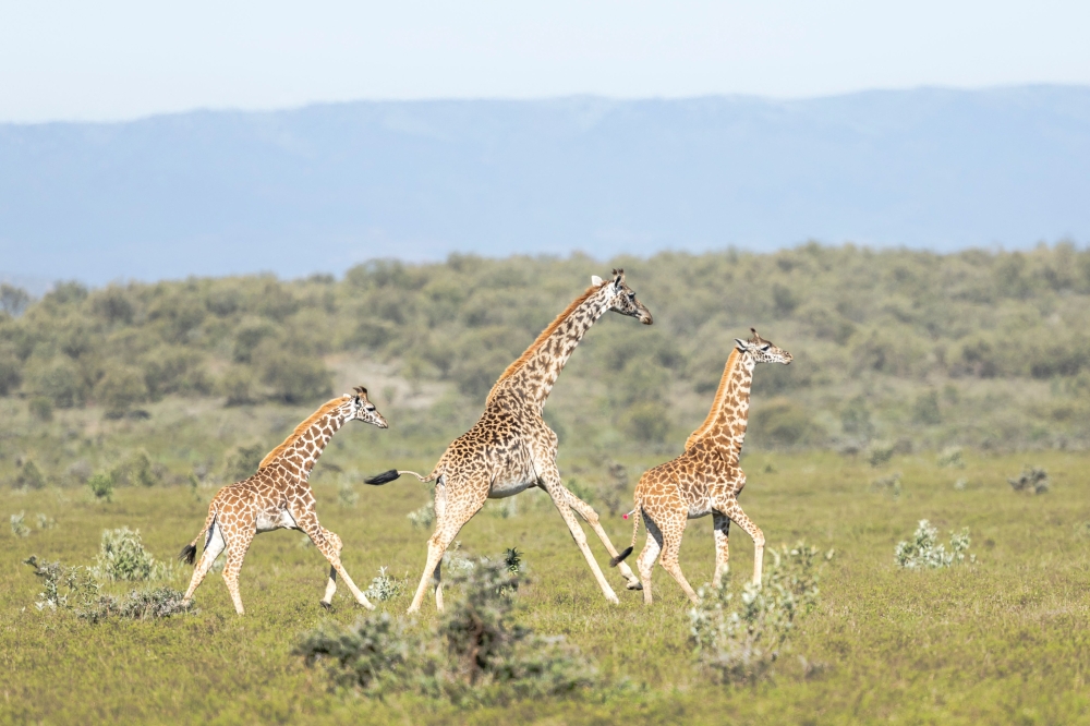 An adult and two juvenile Masai giraffes sprint across the savannah after one is darted with a tranquilizer from a helicopter during an exercise to translocate large herbivores from Kedong Ranch due to land subdivisions and corralling that have disrupted wildlife migratory routes in Naivasha, Nakuru County, on November 16, 2025. Photo by Tony Karumba/ AFP