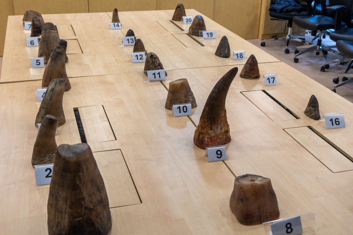 This undated handout photo released on November 18, 2025 by the National Parks Board of Singapore shows rhinoceros horns seized by authorities in Singapore, after the horns and other animal parts were confiscated during inspection of a shipment bound for Laos. Photo by Handout / National Parks Board of Singapore / AFP