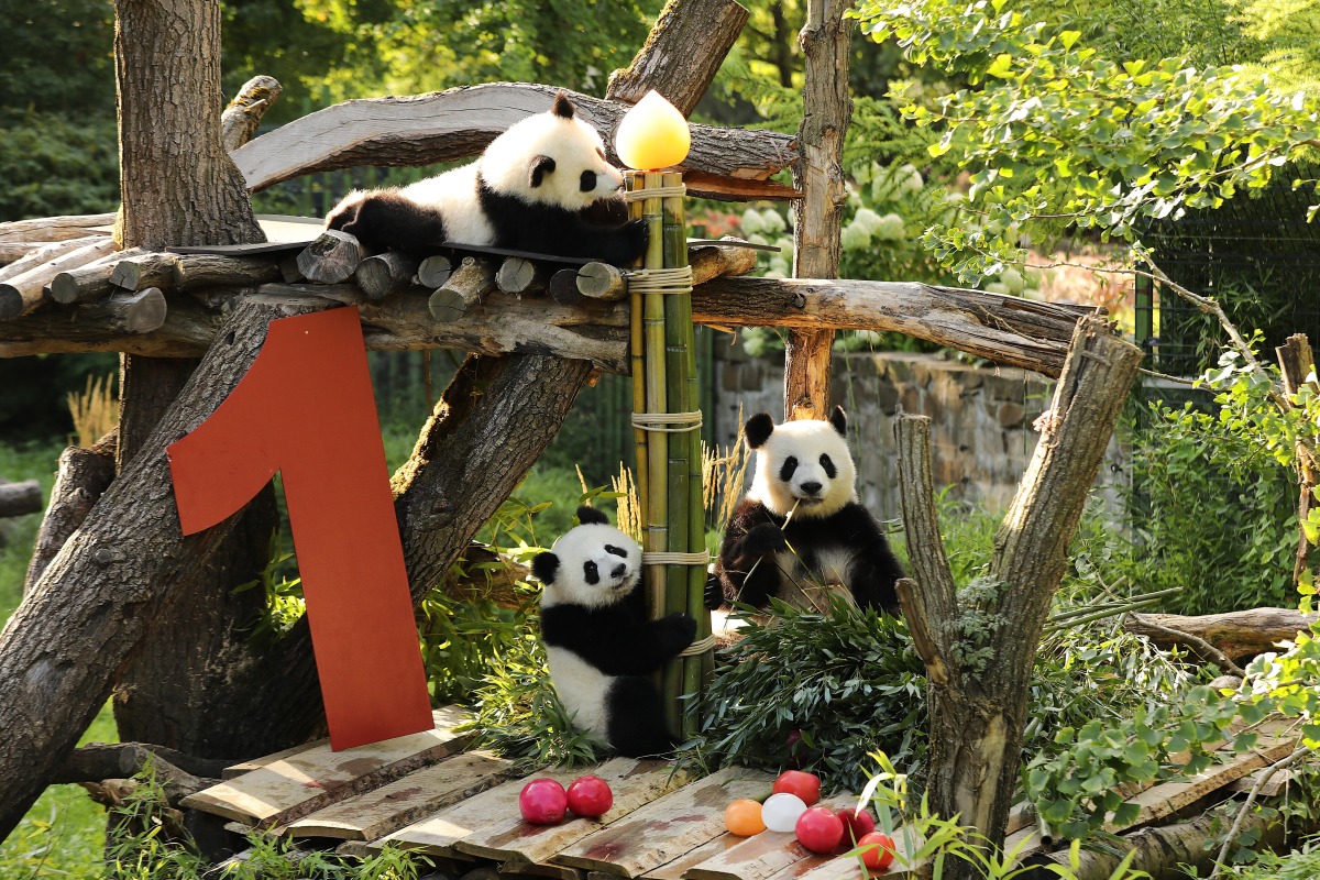 Giant pandas twins Leni (top) and Lotti (L, bottom), known in Chinese as Meng Hao and Meng Tian, and their mother Meng Meng are seen at Zoo Berlin in Berlin, Germany, Aug. 22, 2025. Xinhua/Du Zheyu