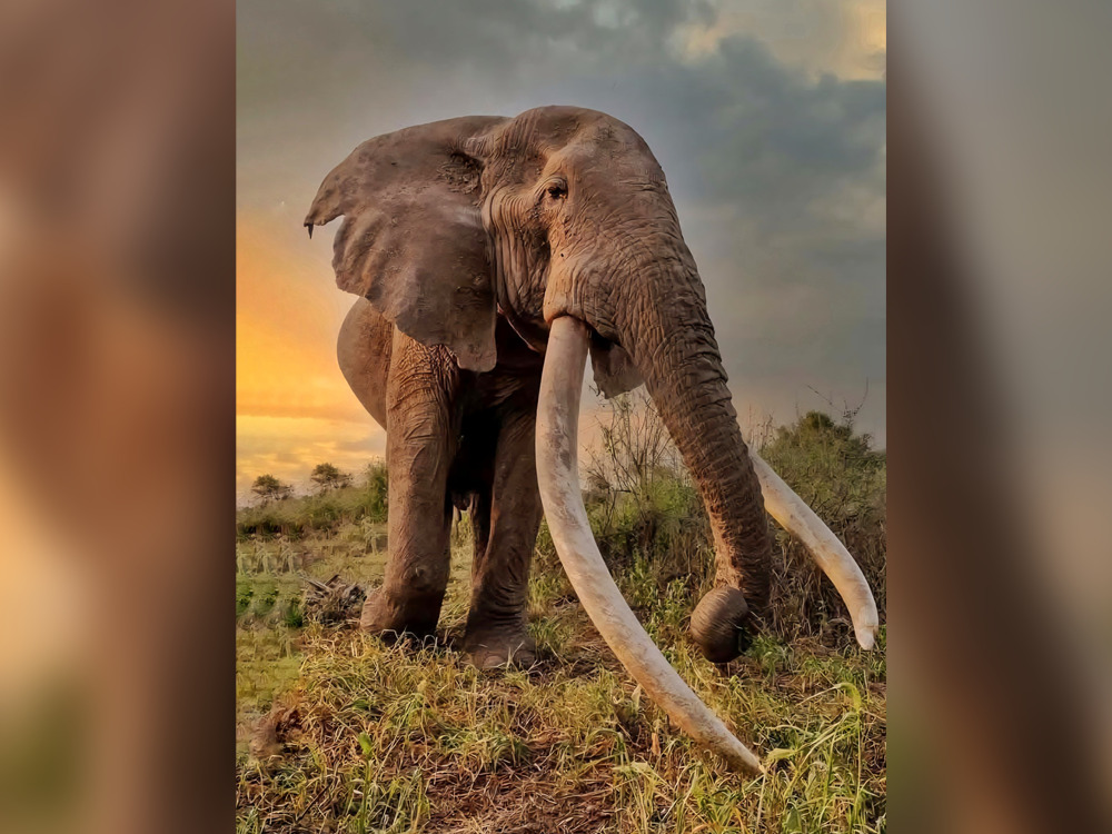 Image taken from Kenya Wildlife Service (KWS) official account on X.