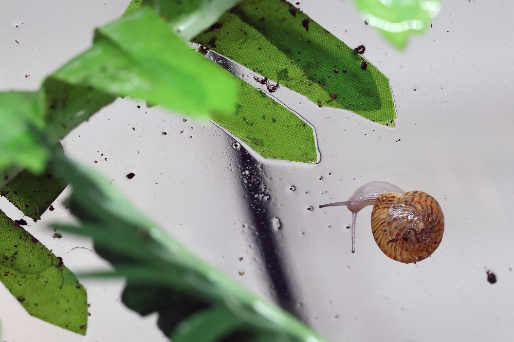 This photo taken on February 2, 2026, shows a greater Bermuda snail in a tank at Chester Zoo in Chester, north-west England. (Photo by Darren Staples / AFP)