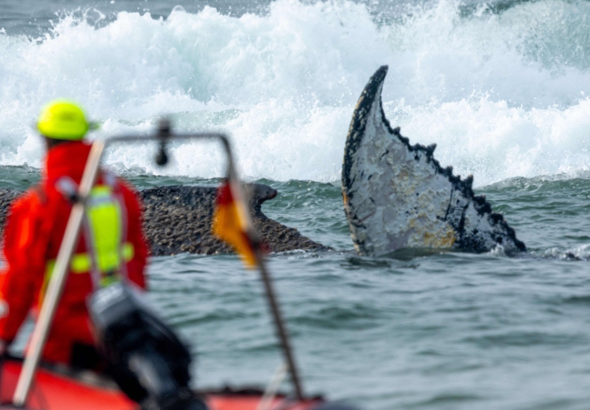 Members of the Institute of Terrestrial and Aquatic Wildlife Research (ITAW), monitor a stranded whale at the Timmendorfer Beach, northern Germany on March 23, 2026. (Photo by Jens Büttner / dpa / AFP) / Germany OUT