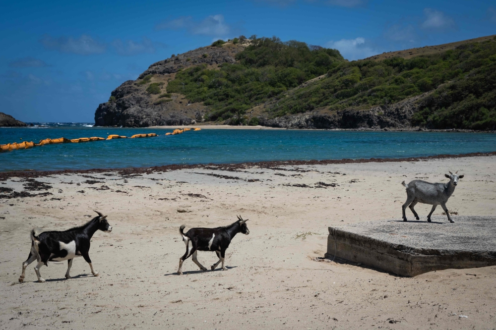 Goats walk on Pompierre Beach in Terre-de-Haut, Les Saintes, on the French Caribbean island of Guadeloupe, on March 18, 2026. (Photo by Carla Bernhardt / AFP)
