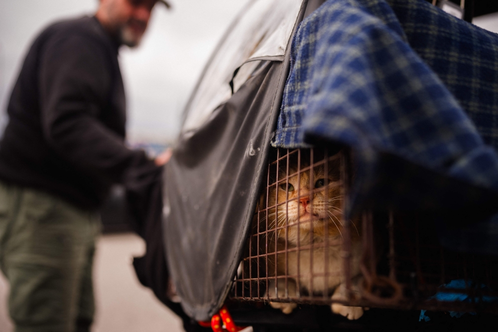 A member of a rescue team from Lebanese NGO Animals Lebanon checks a cat that was just rescued from Beirut's southern suburbs on March 26, 2026. (Photo by Dimitar Dilkoff / AFP)