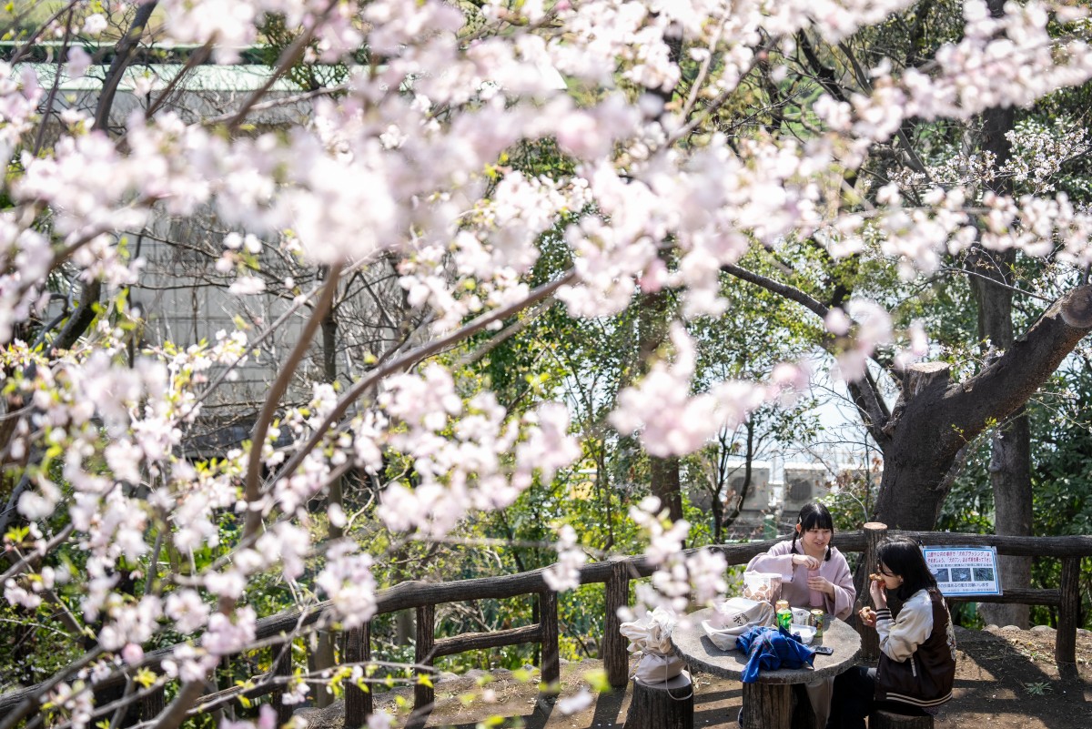 People eat and drink beneath cherry blossom trees at a park in Tokyo on March 30, 2026. Photo by Yuichi YAMAZAKI / AFP