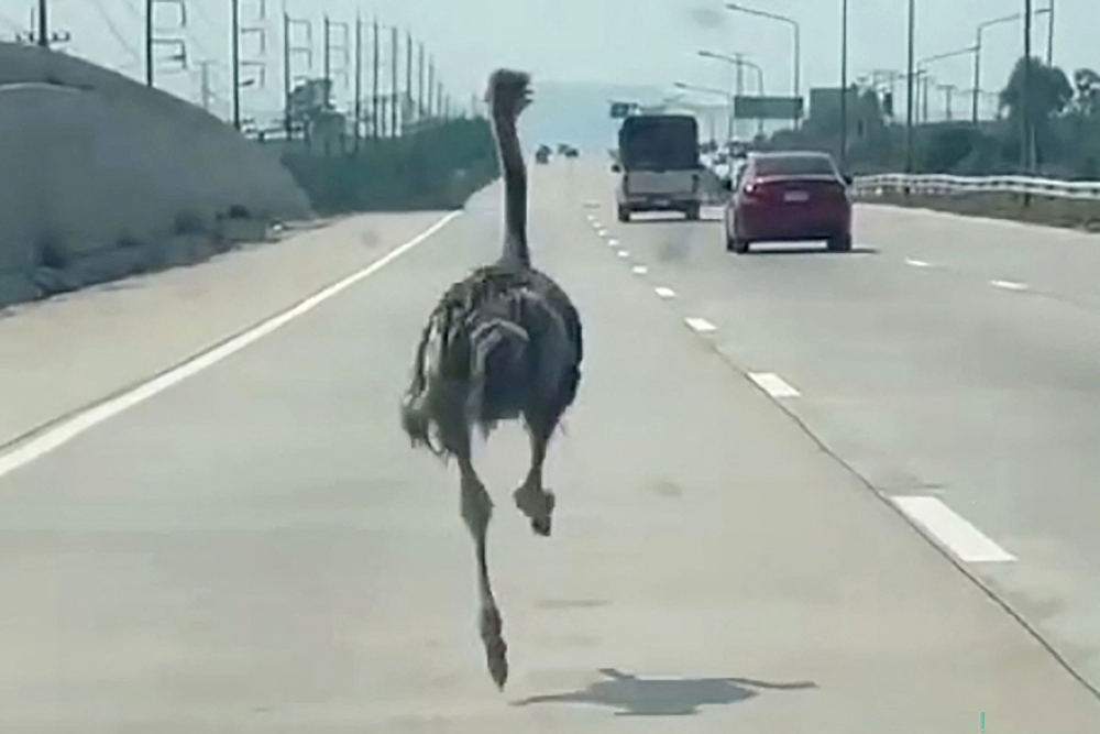 This frame grab from a handout video courtesy of Chairat Sompong taken and released on April 7, 2026 shows an ostrich running along a highway in Thailand's Chonburi province. (Photo by Handout / Courtesy of Chairat Sompong / AFP)