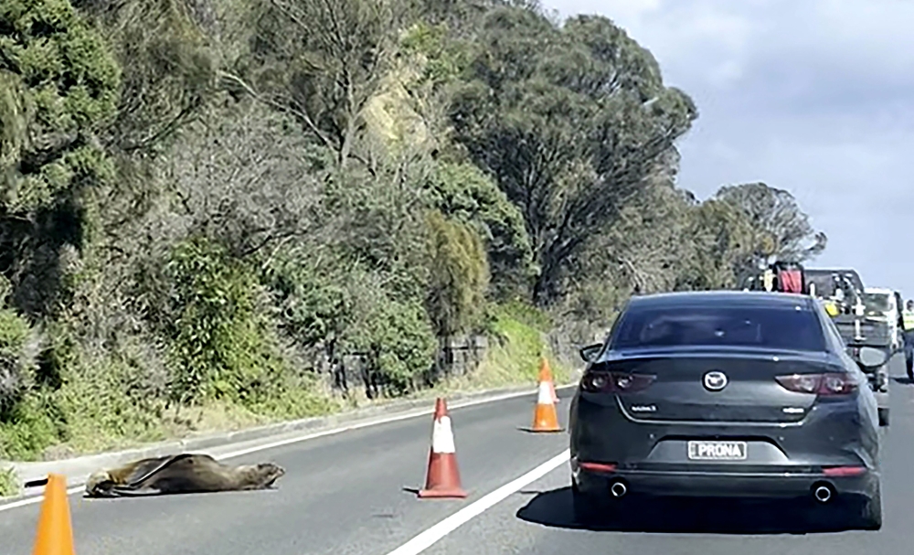 This frame grab from handout video footage by Laura Ellen taken on April 10, 2026 shows traffic along a road in the seaside Australian town of Dromana, located south of Melbourne in the southern state of Victoria, that was briefly diverted after a local seal decided to take a nap. (Photo by Handout / Laura Ellen / AFP