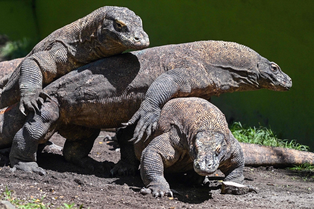 INDONESIA-JAPAN-ANIMAL-CONSERVATION-KOMODO DRAGON
Komodo dragons are seen in an enclosure at Surabaya Zoo in Surabaya on April 29, 2026.
(Photo by JUNI KRISWANTO / AFP)
