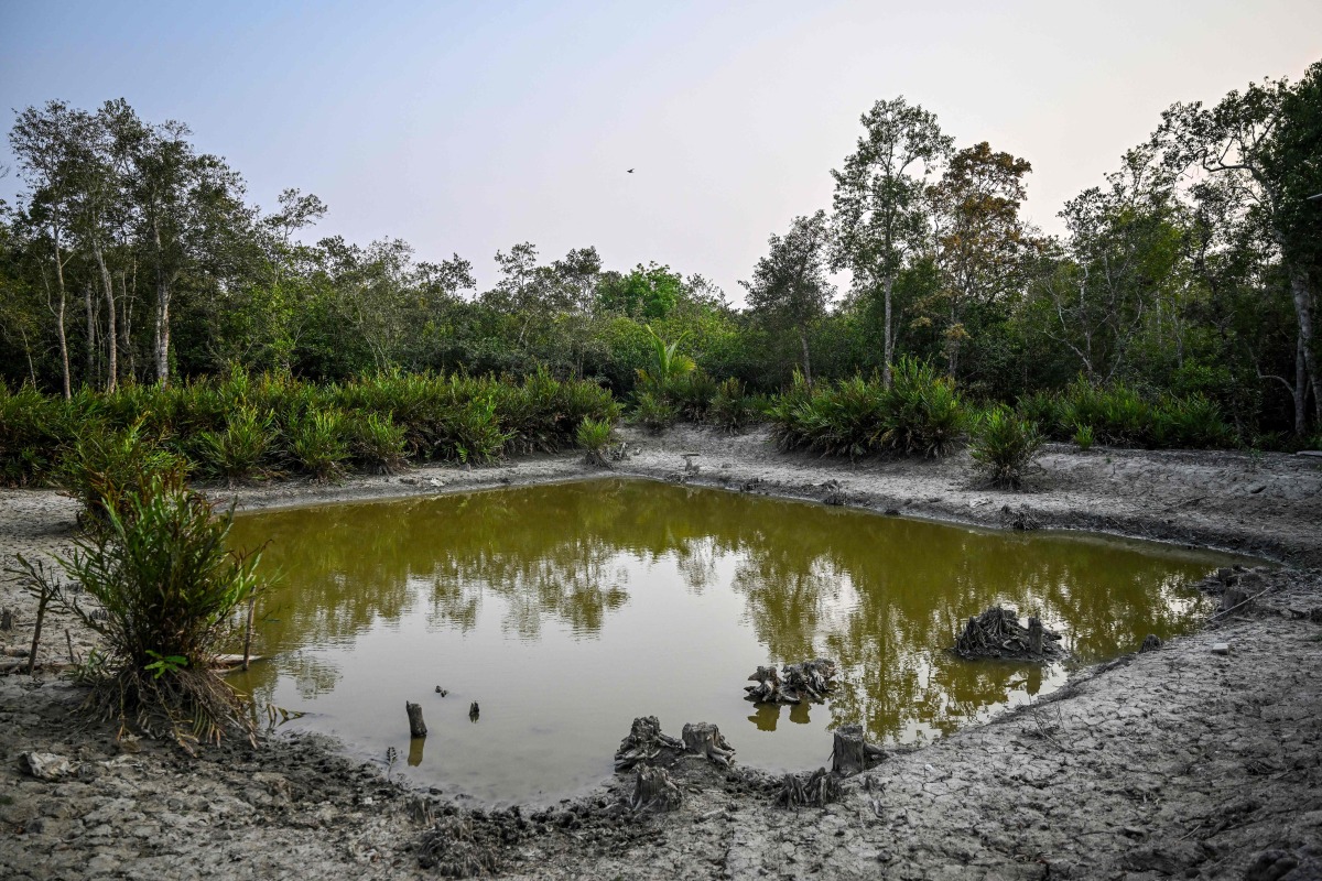 This photograph taken on March 30, 2026 shows a freshwater pond within a swamp forest in the Sundarbans at Dacope in Bangladesh's Khulna district, created as part of efforts to support wildlife and help increase the population of Royal Bengal tigers. (Photo by Munir UZ ZAMAN / AFP)