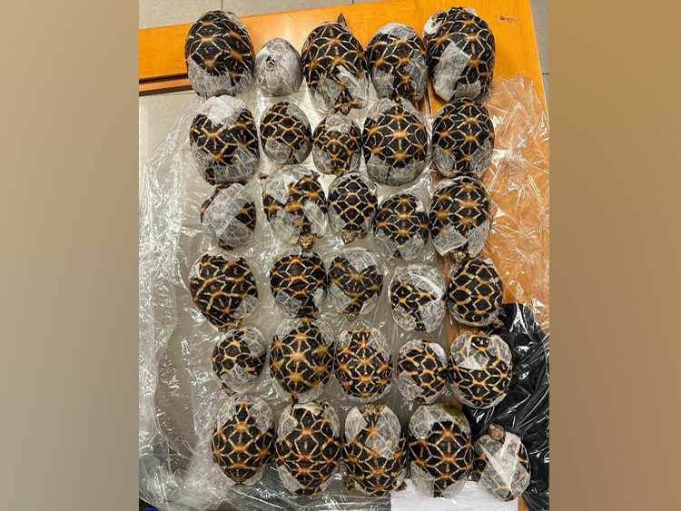 This handout photo taken and released on April 29, 2026 by Thailand's Department of National Parks, Wildlife and Plant Conservation (DNP) shows Indian star tortoises confiscated from a women attempting to travel with them at Suvarnabhumi International Airport in Bangkok. (Photo by Handout / National Park, Wildlife and plant conservation department (DNP) / AFP) / XGTY