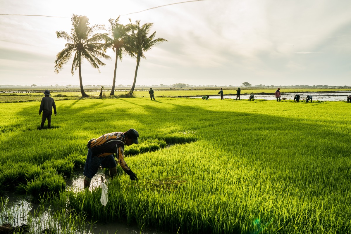 Farmers in a rice field in Nueva Ecija, Philippines. (Martin San Diego/For The Washington Post)
