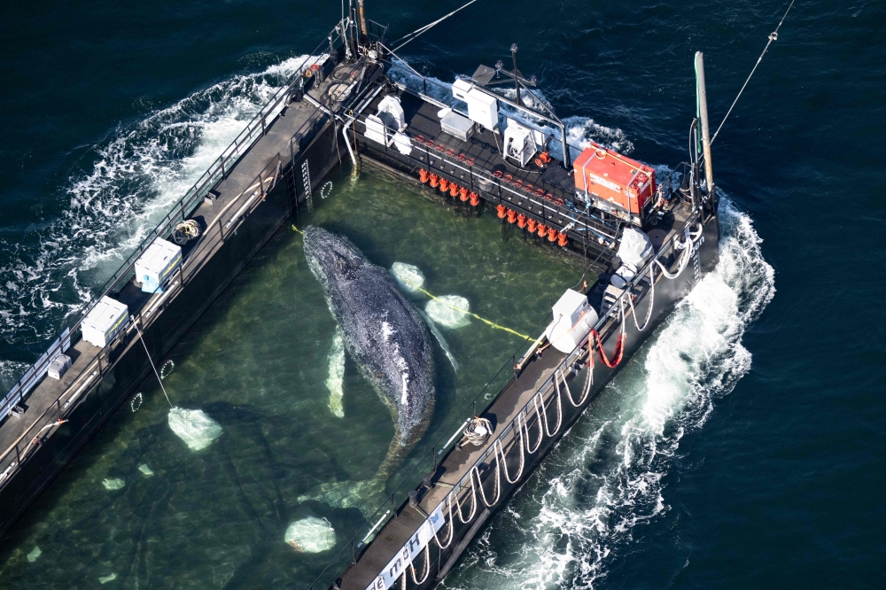 (Files) Aerial photo taken on April 29, 2026, shows the rescued humpback whale in a special barge along the Danish coastline enroute back to the North Sea after it beached on a sandbank near the city of Luebeck, in late March. (Photo by Philip Dulian / dpa / AFP) /