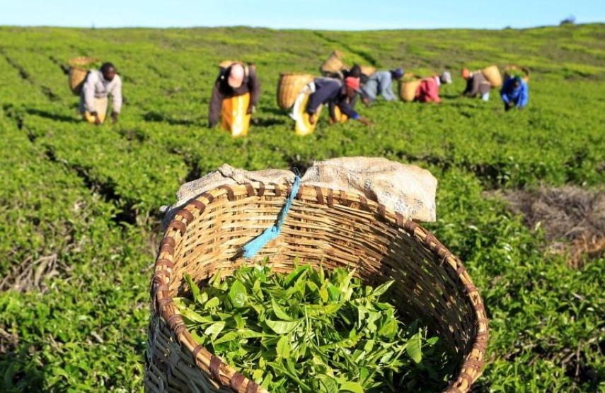 Workers pick tea leaves at plantation in Nandi Hills, Kenya. File photo for representational purposes.