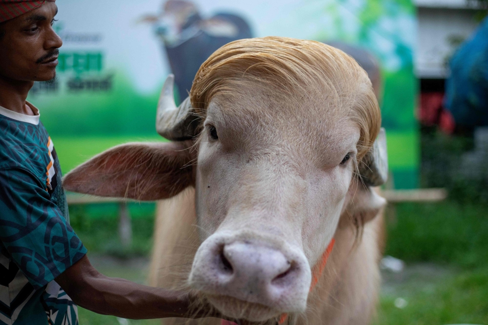 This photograph taken on May 17, 2026 shows a caretaker attending an albino buffalo nicknamed 