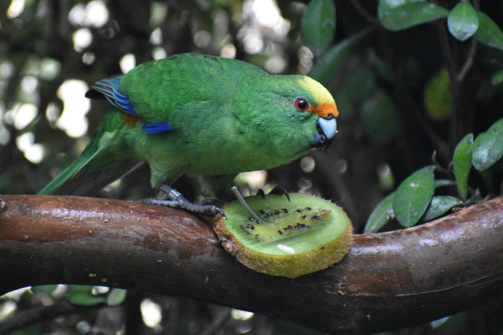 A handout photo taken in Christchurch on May 20, 2026, from The Isaac Conservation and Wildlife Trust shows Nacho. (Photo by Leigh Percasky / The Isaac Conservation and Wildlife Trust / AFP) 