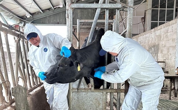 Veterinary workers at a farm in Kazakhstan.