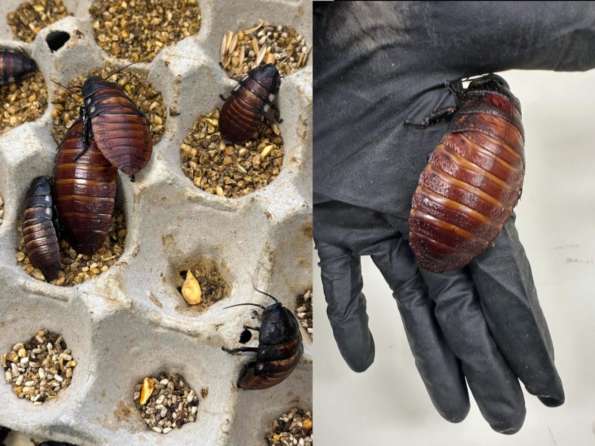 Some of the 100,000 contraband cockroaches. (Photo by Handout / Australian Department of Climate Change, Energy, Environment and Water / AFP)