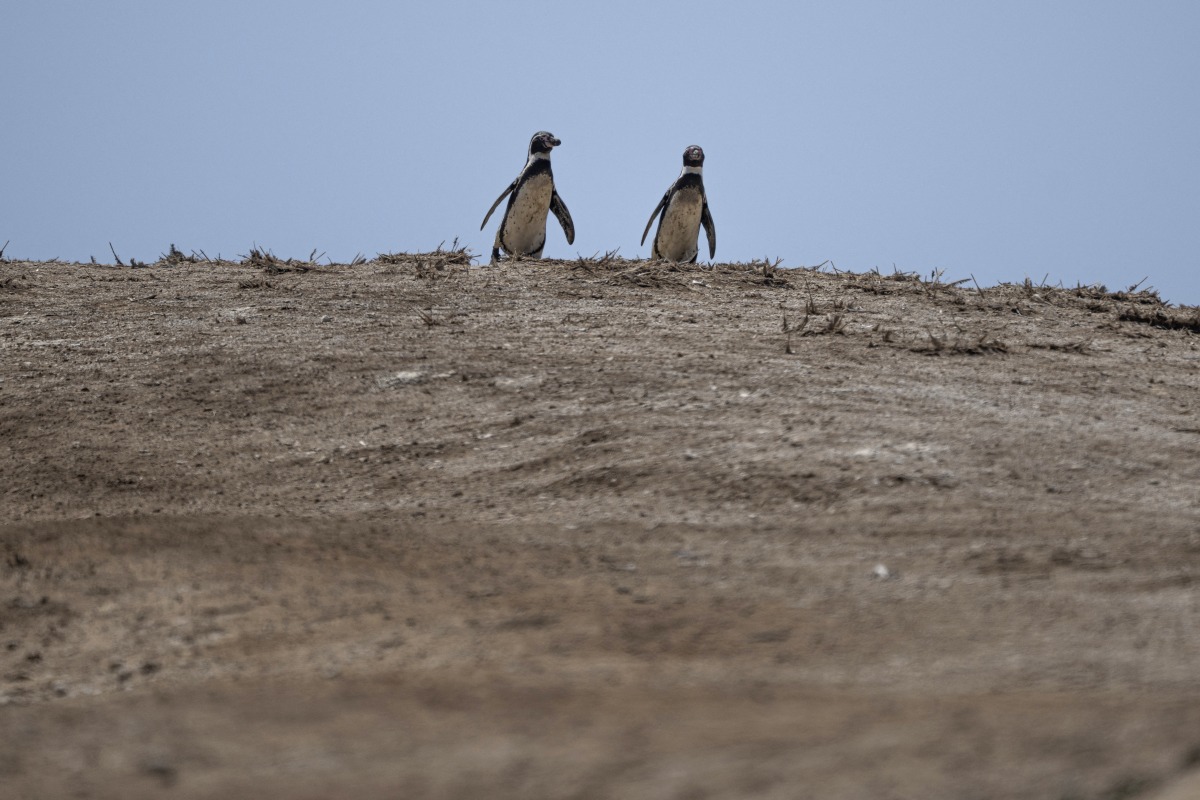 Humboldt penguins (Spheniscus humboldti) are seen at the Punta San Juan National Reserve in the Marcona district, Ica department, southern Peru on September 29, 2025. Photo by ERNESTO BENAVIDES / AFP