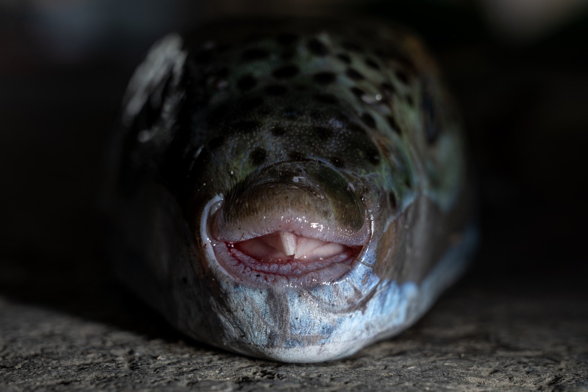This photo shows a silver-cheeked pufferfish (Lagocephalus sceleratus) caught by a fisherman at the port of Ierapetra, on the island of Crete, on June 2, 2026. Photo by ANGELOS TZORTZINIS / AFP