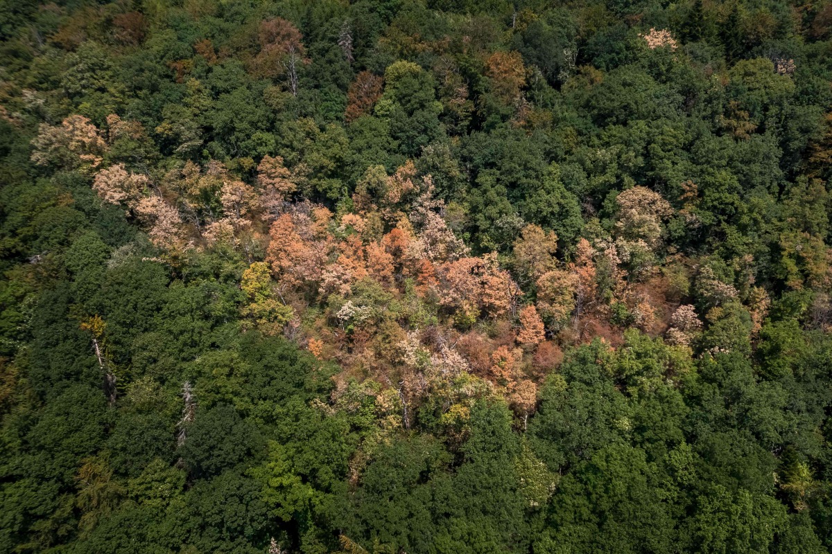 (FILES) This aerial photograph shows water-stressed trees affected by prolonged drought and heatwave above Concise, western Switzerland, on August 4, 2026. 
(Photo by Fabrice COFFRINI / AFP)